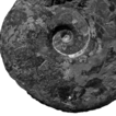 New records of ostracods and ammonites ...