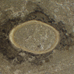 ﻿On Paleozoic platycerate gastropods